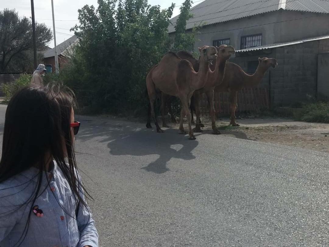 Vip Hostel Turkistan 外观 照片